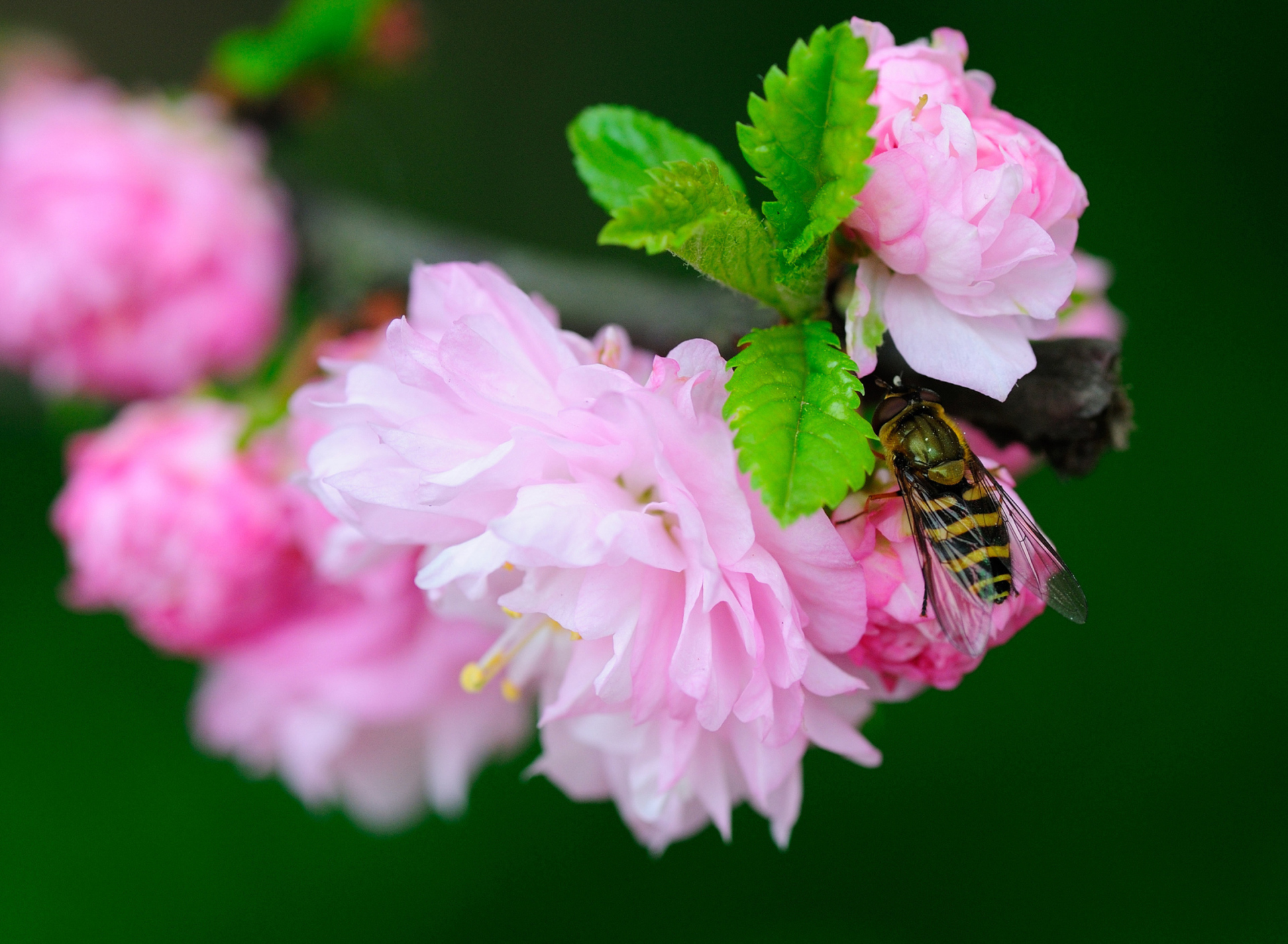 Обои Bee On Pink Rose 1920x1408