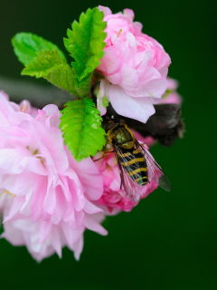 Bee On Pink Rose wallpaper 240x320