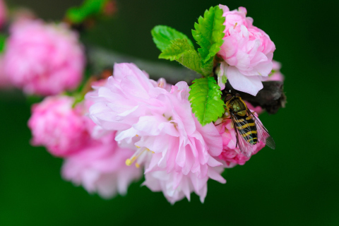 Bee On Pink Rose wallpaper 480x320