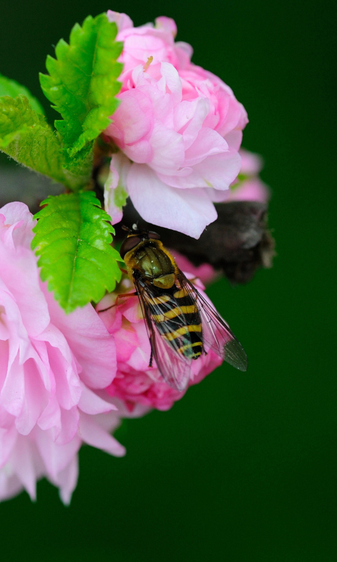 Обои Bee On Pink Rose 480x800