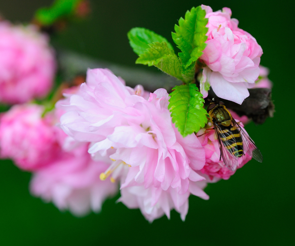 Обои Bee On Pink Rose 960x800