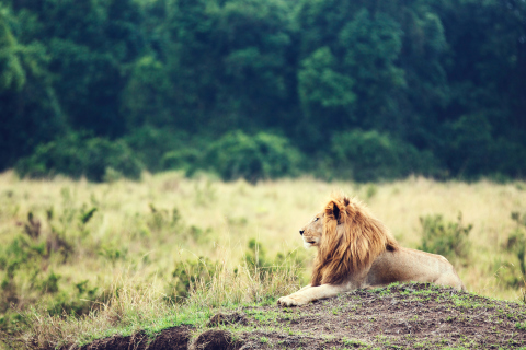 Das Wild Lion Wallpaper 480x320