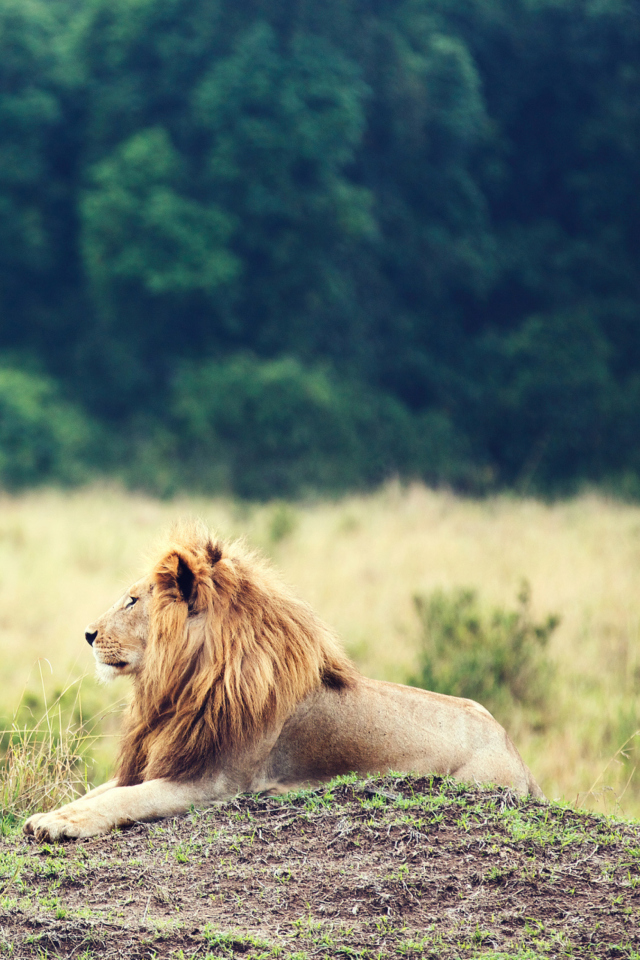 Fondo de pantalla Wild Lion 640x960