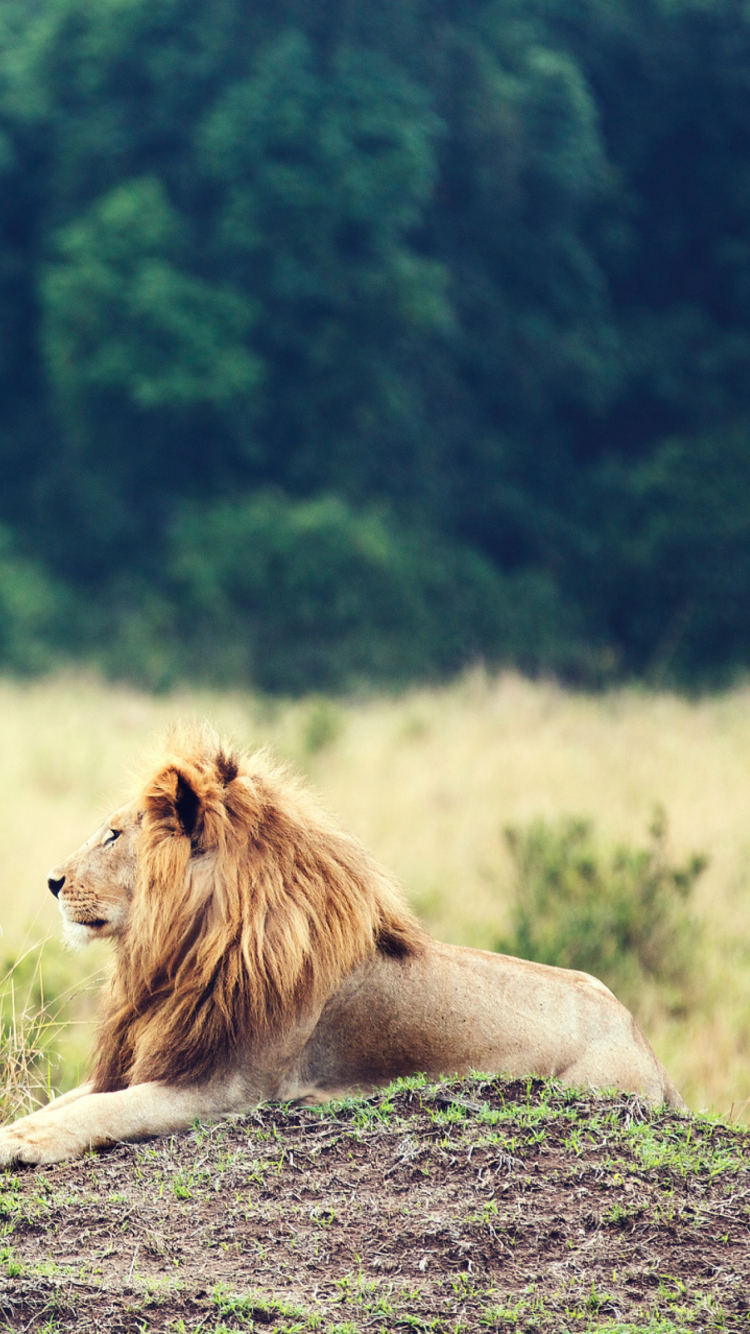 Wild Lion wallpaper 750x1334