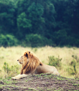 Wild Lion papel de parede para celular para iPhone 1G