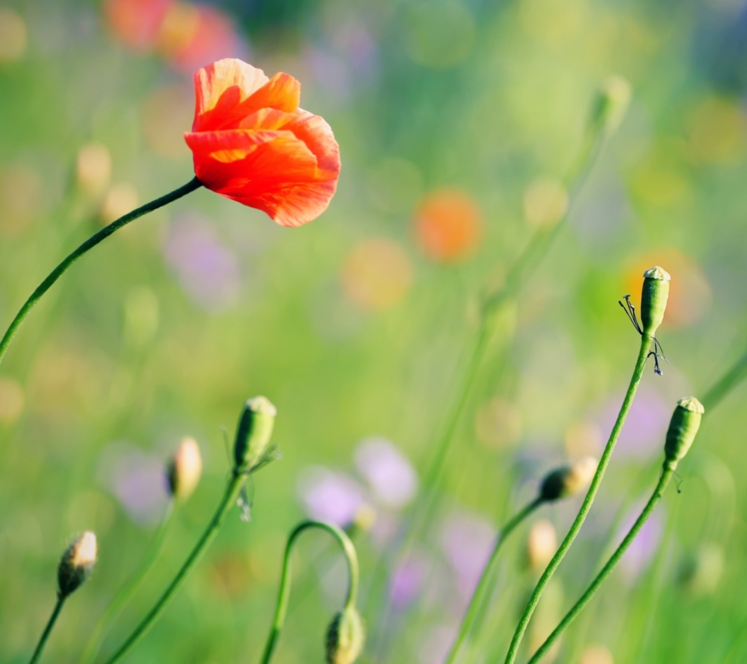 Poppies Meadow screenshot #1 1080x960