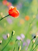 Poppies Meadow screenshot #1 132x176