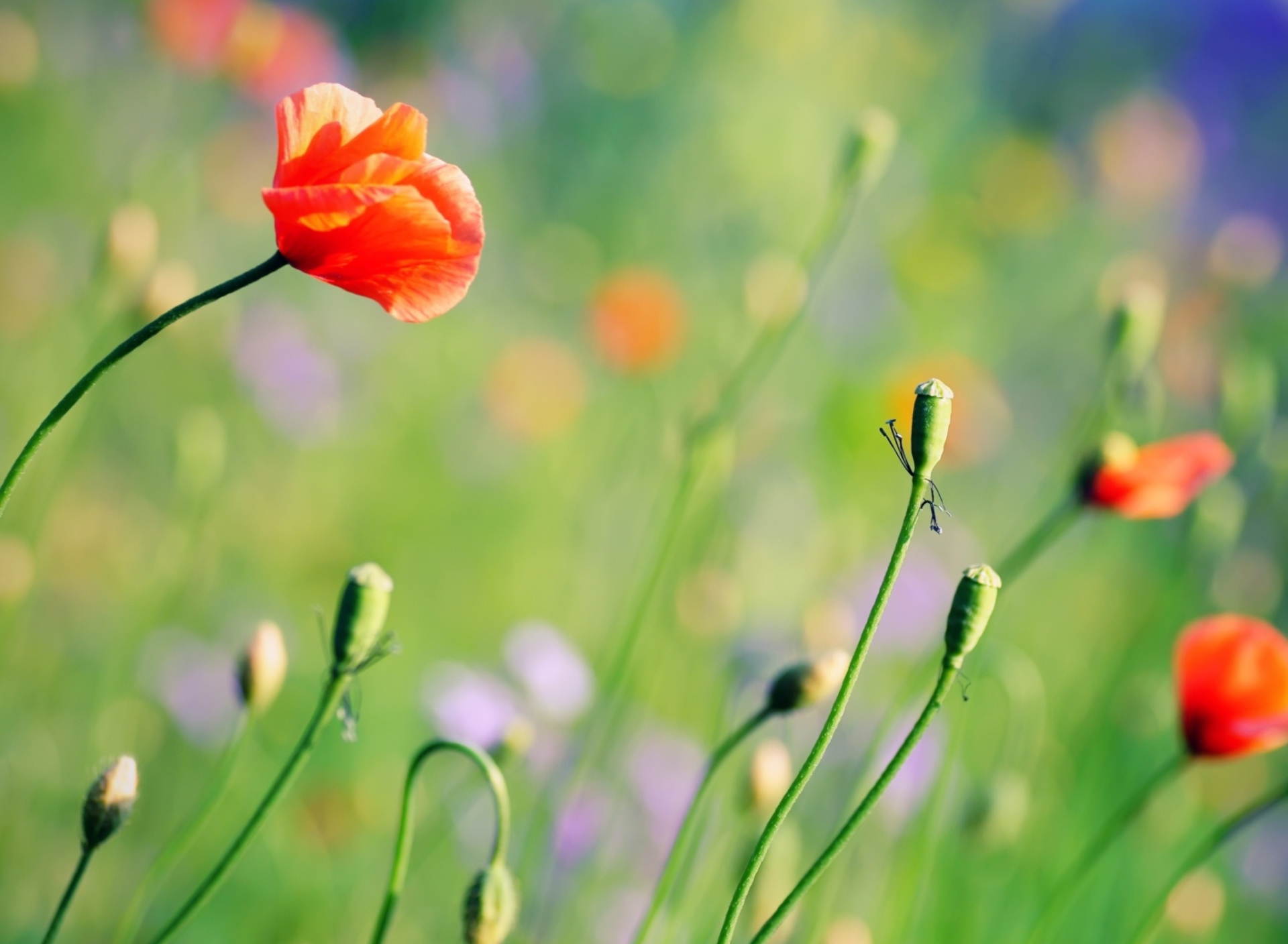 Das Poppies Meadow Wallpaper 1920x1408