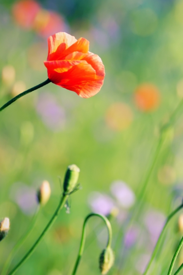 Das Poppies Meadow Wallpaper 640x960