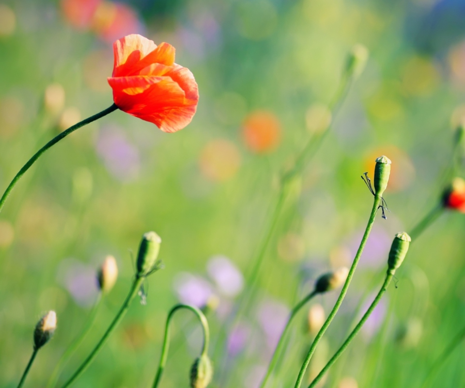 Poppies Meadow wallpaper 960x800