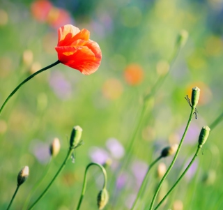 Kostenloses Poppies Meadow Wallpaper für Nokia 6230i