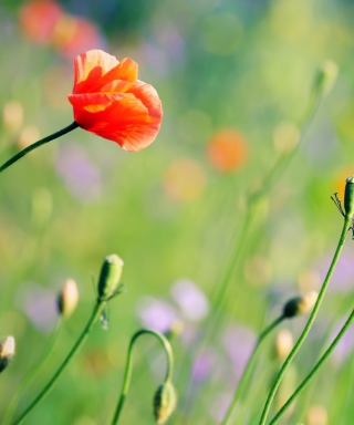 Poppies Meadow - Fondos de pantalla gratis para 640x960