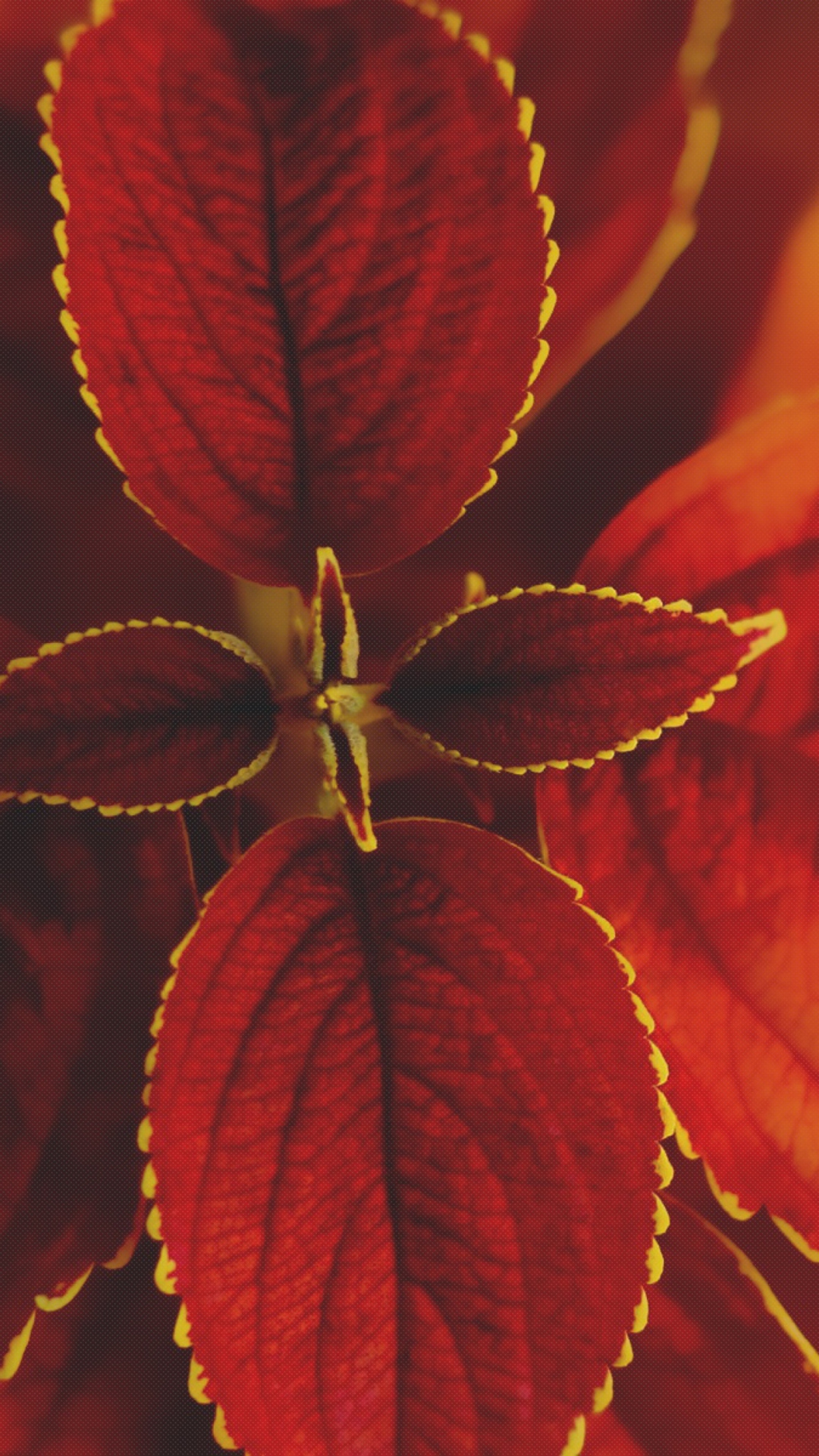 Red Macro Leaves wallpaper 1080x1920