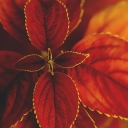 Red Macro Leaves wallpaper 128x128