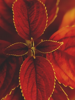 Red Macro Leaves wallpaper 240x320