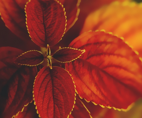 Sfondi Red Macro Leaves 480x400
