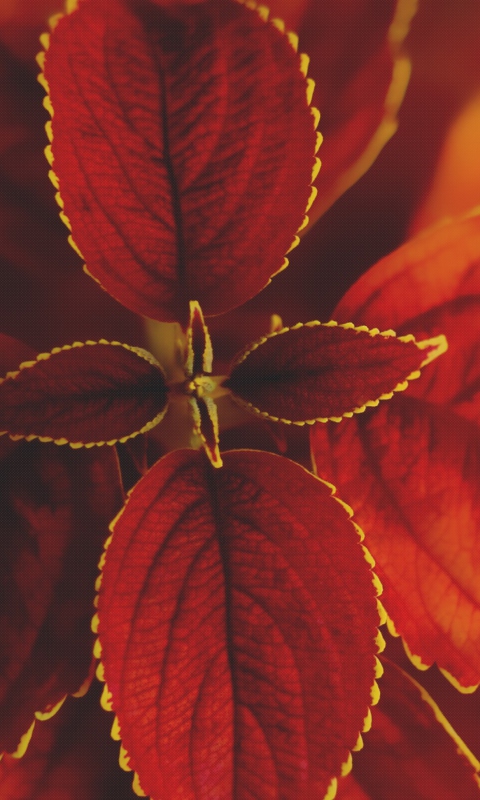 Обои Red Macro Leaves 480x800