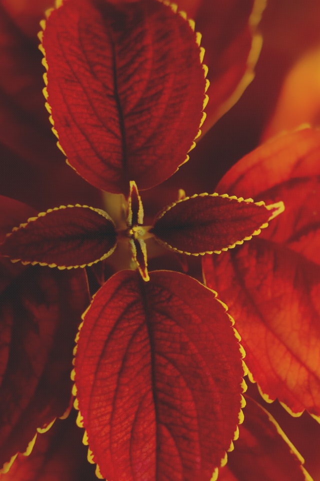 Red Macro Leaves wallpaper 640x960
