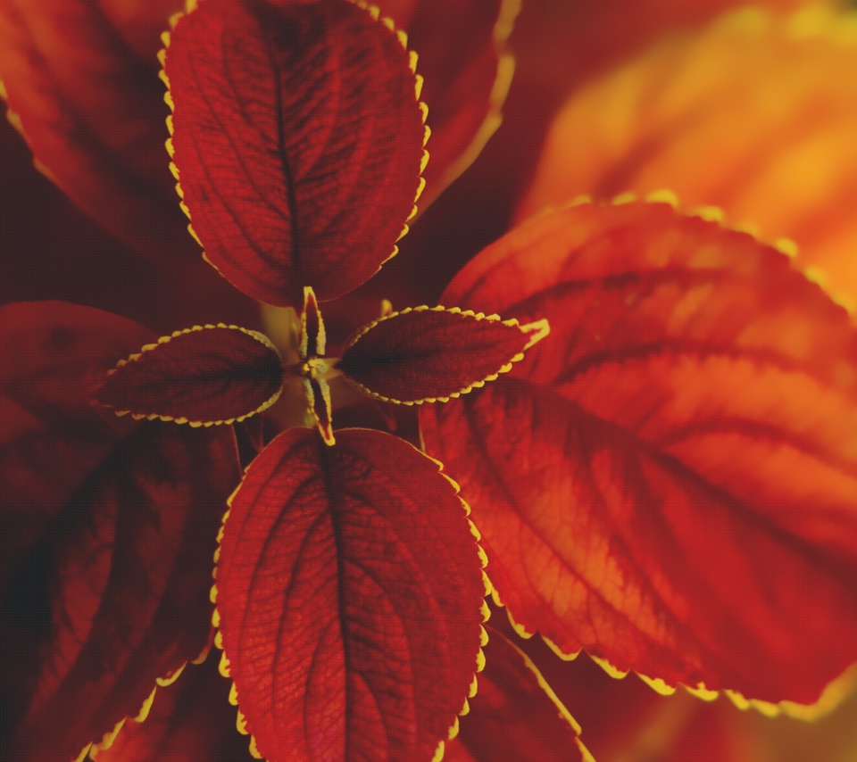 Red Macro Leaves screenshot #1 960x854
