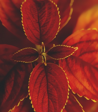 Red Macro Leaves - Obrázkek zdarma pro 240x400