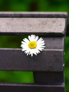 Macro Chamomile Photo screenshot #1 240x320