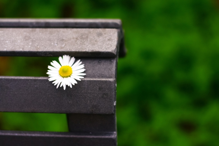 Macro Chamomile Photo screenshot #1