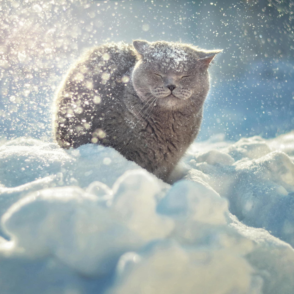 Das Cat Likes Snow Wallpaper 1024x1024