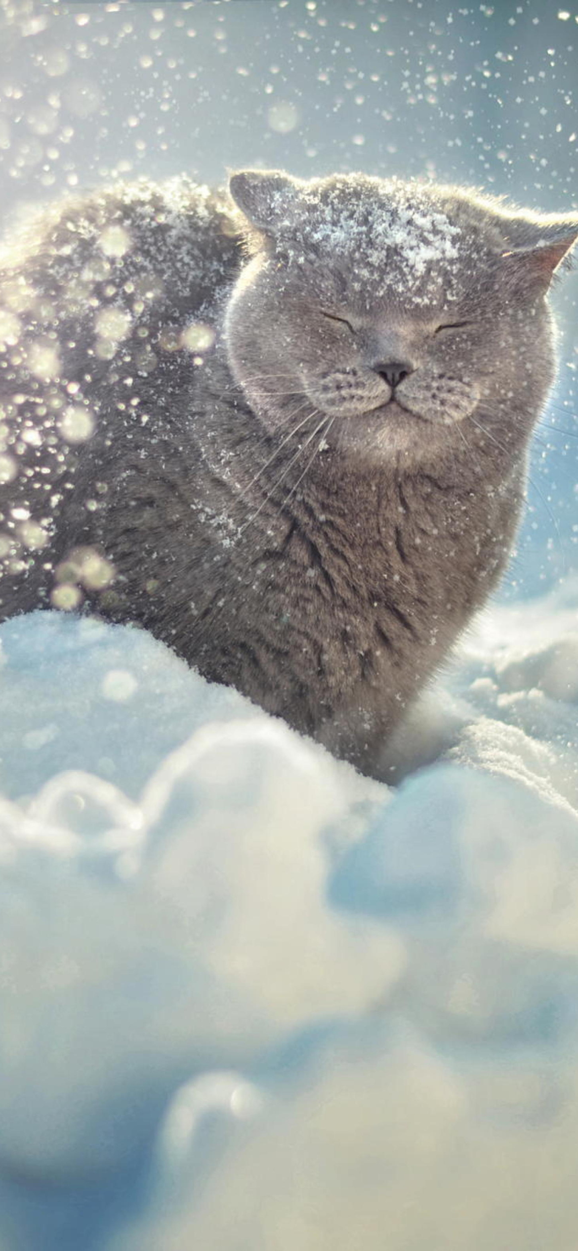 Sfondi Cat Likes Snow 1170x2532