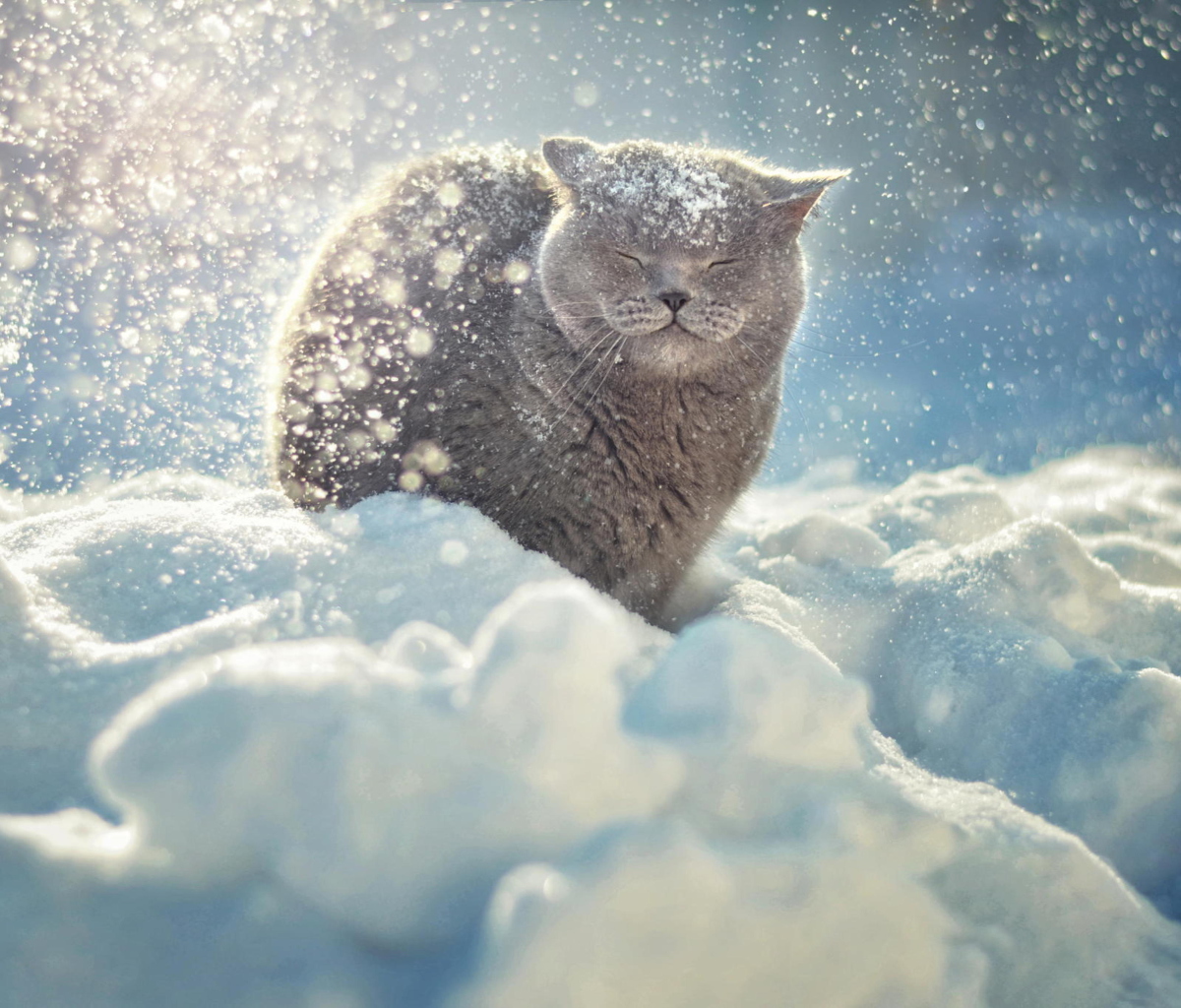 Das Cat Likes Snow Wallpaper 1200x1024