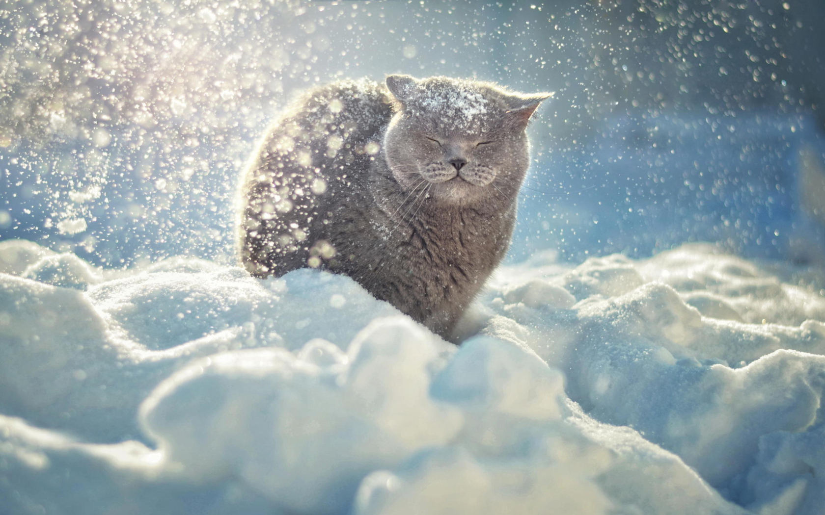 Cat Likes Snow wallpaper 1680x1050