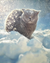 Fondo de pantalla Cat Likes Snow 176x220