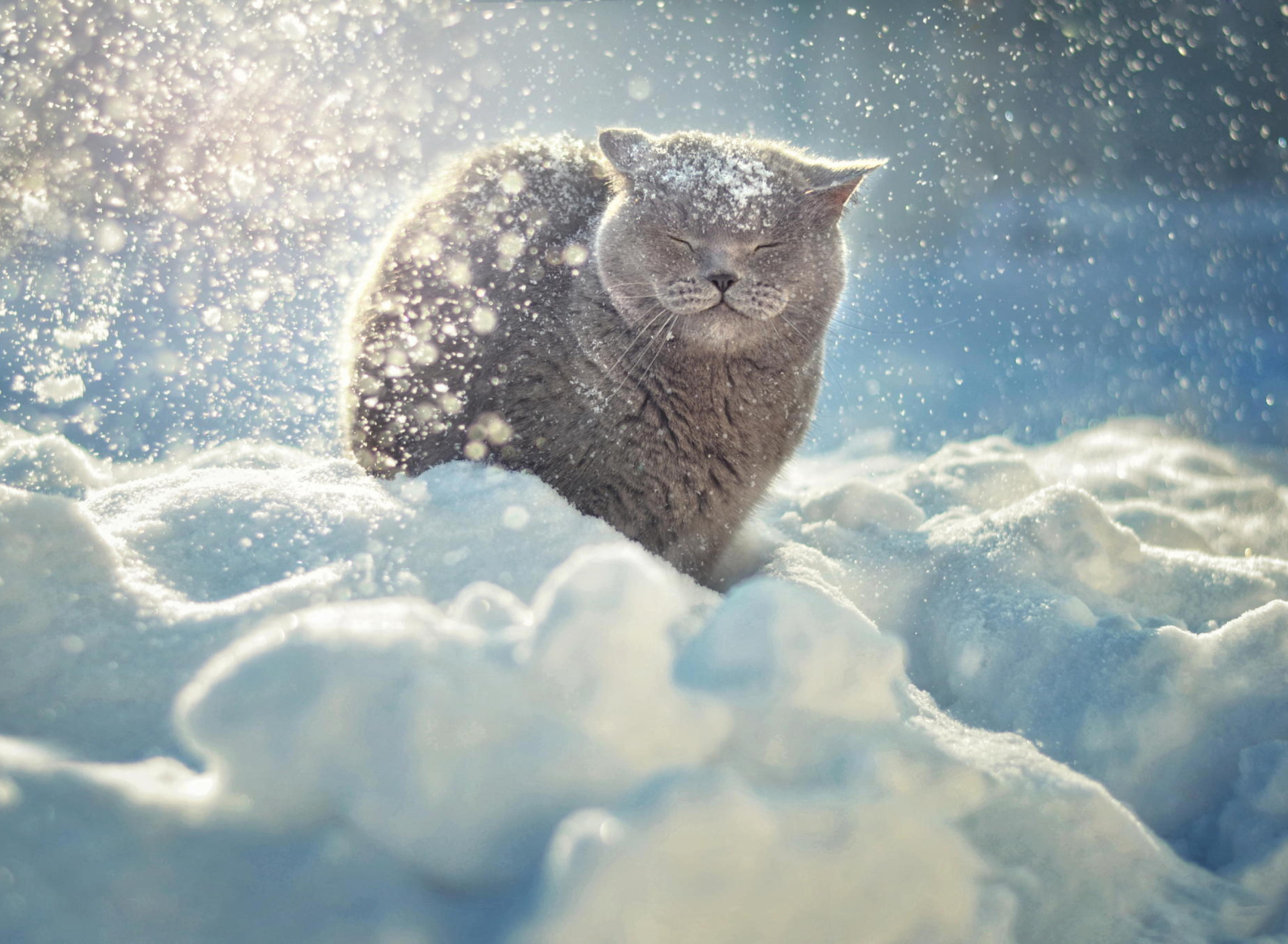 Das Cat Likes Snow Wallpaper 1920x1408