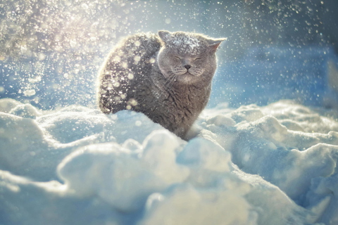 Das Cat Likes Snow Wallpaper 480x320
