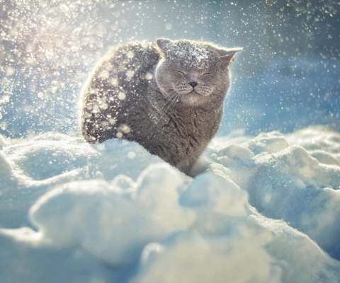 Cat Likes Snow wallpaper 480x400