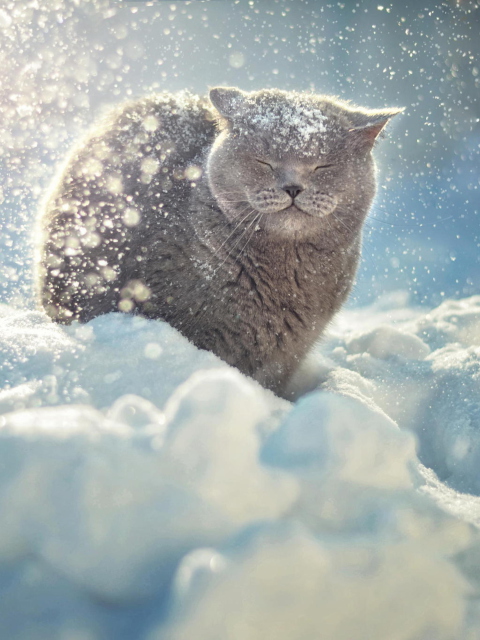 Cat Likes Snow wallpaper 480x640