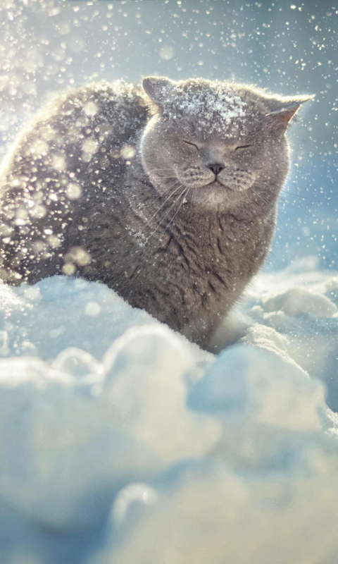 Das Cat Likes Snow Wallpaper 480x800