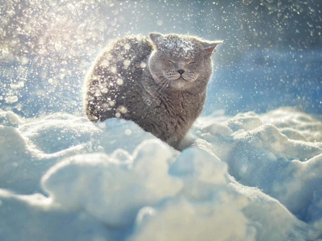 Das Cat Likes Snow Wallpaper 640x480