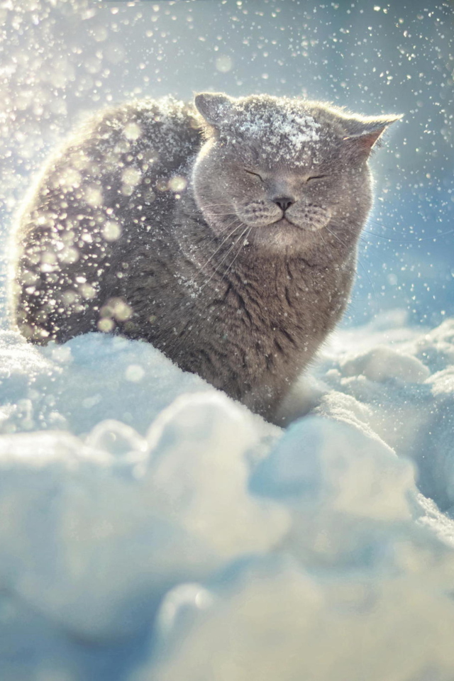 Screenshot №1 pro téma Cat Likes Snow 640x960