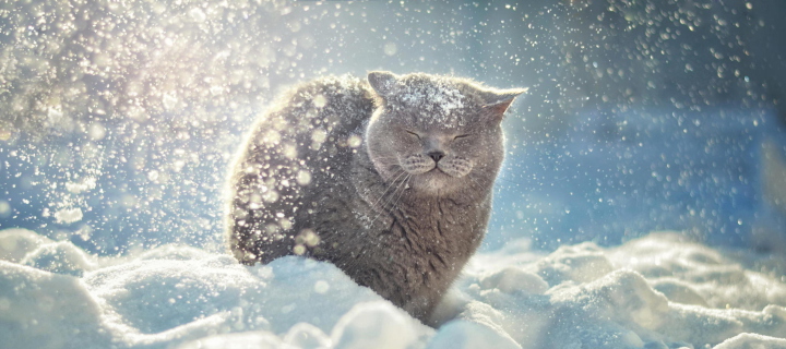 Cat Likes Snow screenshot #1 720x320