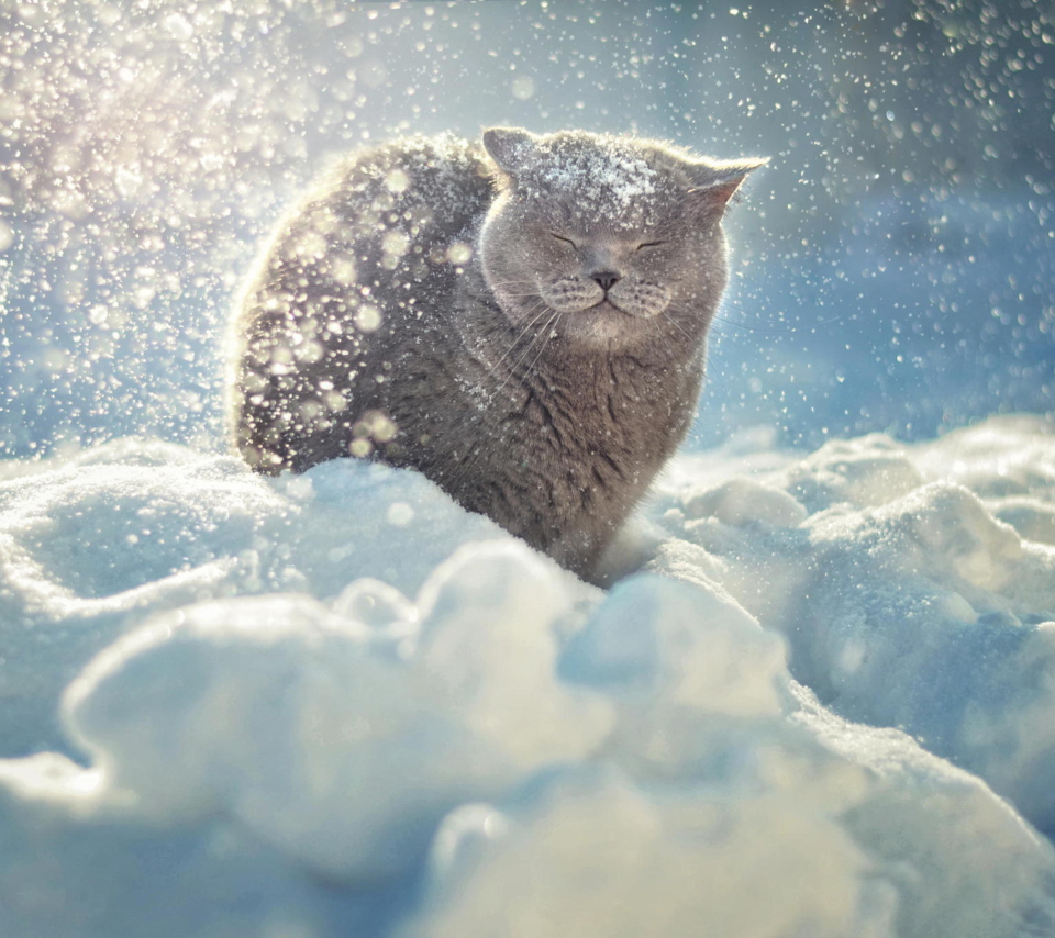Fondo de pantalla Cat Likes Snow 960x854