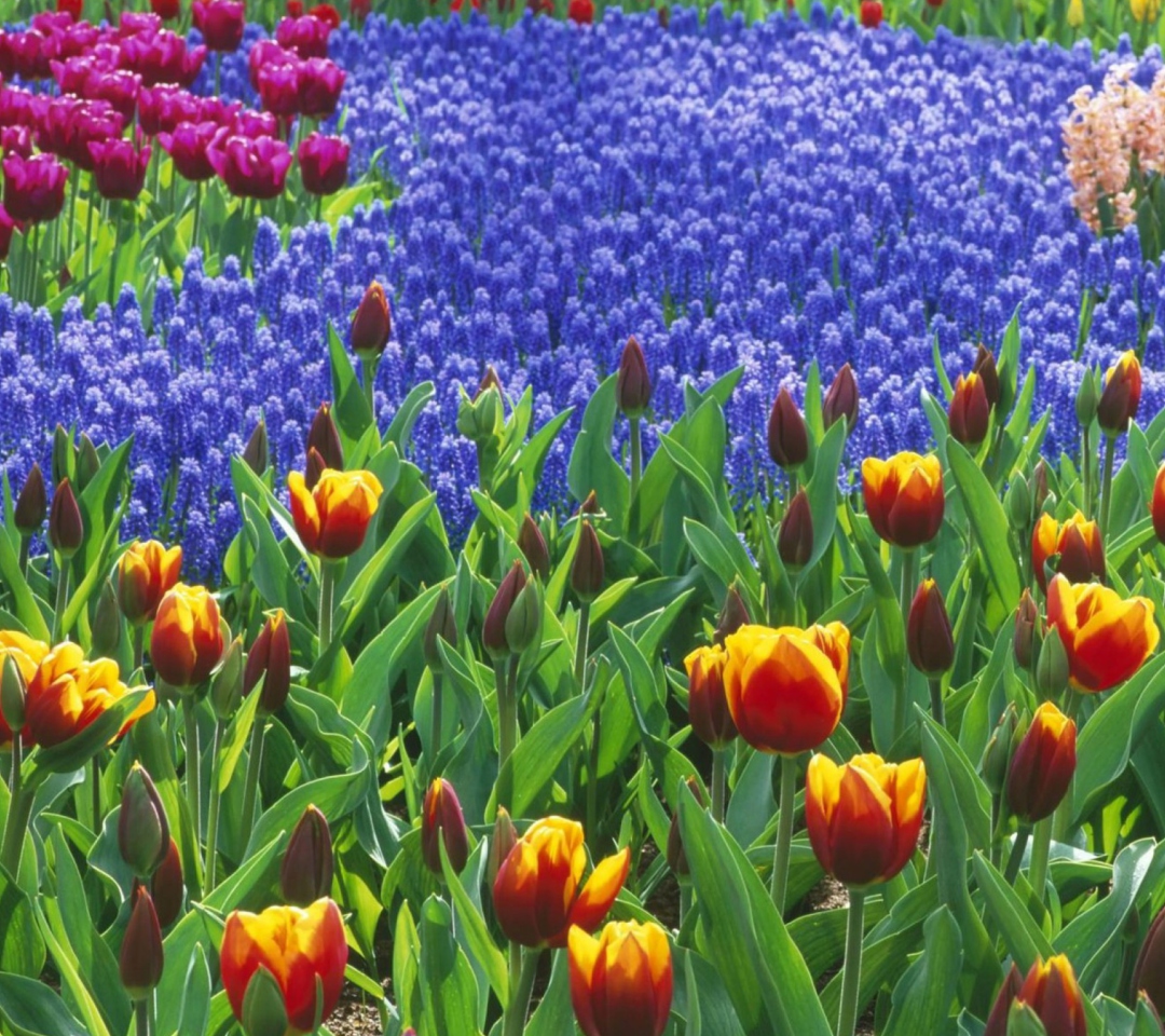 Fondo de pantalla Keukenhof Gardens In Holland 1080x960