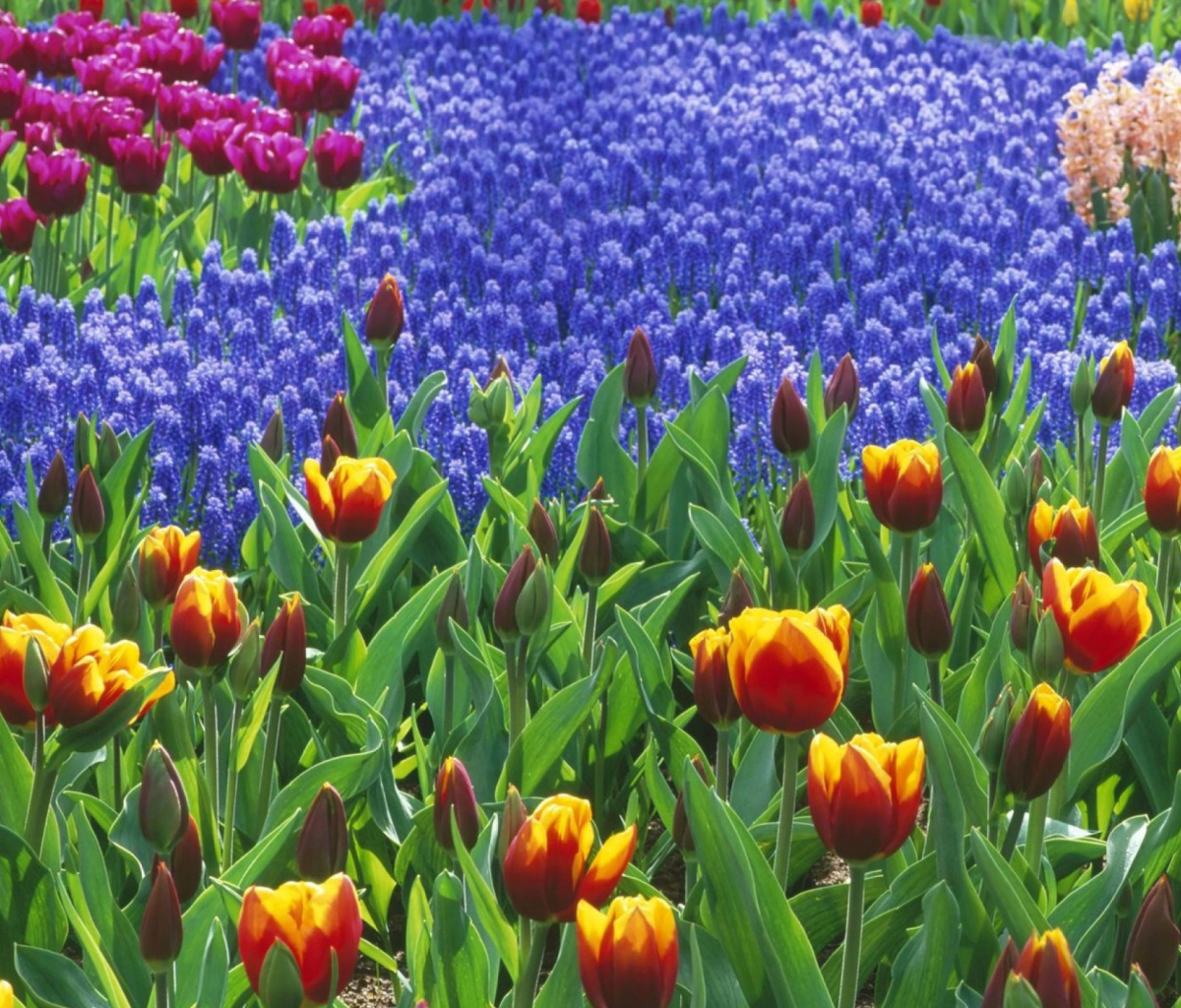Keukenhof Gardens In Holland screenshot #1 1200x1024