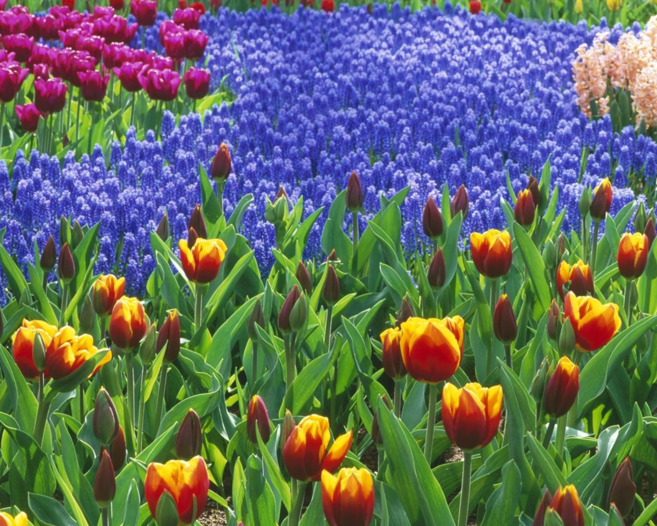 Keukenhof Gardens In Holland screenshot #1 1280x1024