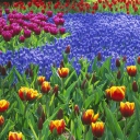 Fondo de pantalla Keukenhof Gardens In Holland 128x128