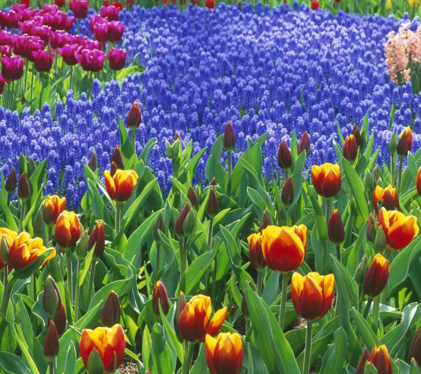 Fondo de pantalla Keukenhof Gardens In Holland 1440x1280
