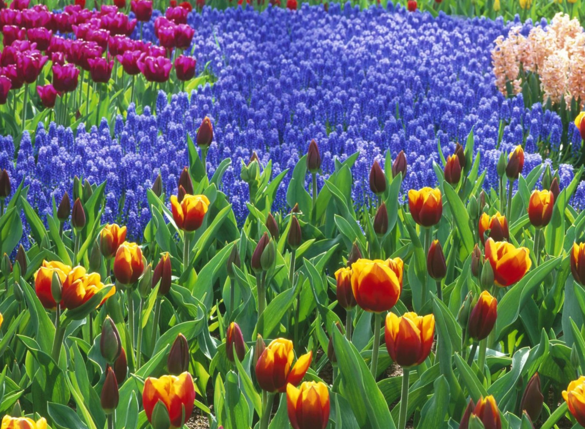 Fondo de pantalla Keukenhof Gardens In Holland 1920x1408