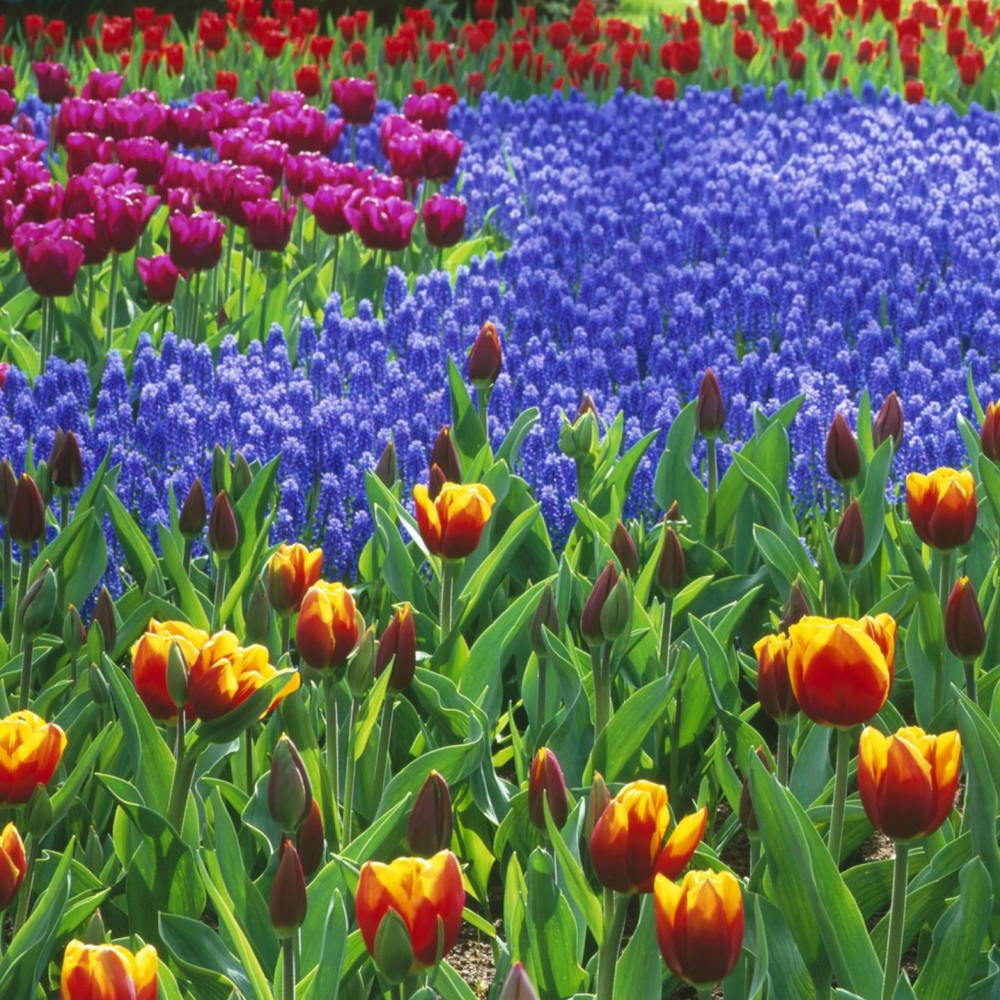 Keukenhof Gardens In Holland screenshot #1 2048x2048