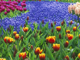 Fondo de pantalla Keukenhof Gardens In Holland 320x240