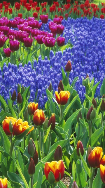 Fondo de pantalla Keukenhof Gardens In Holland 360x640