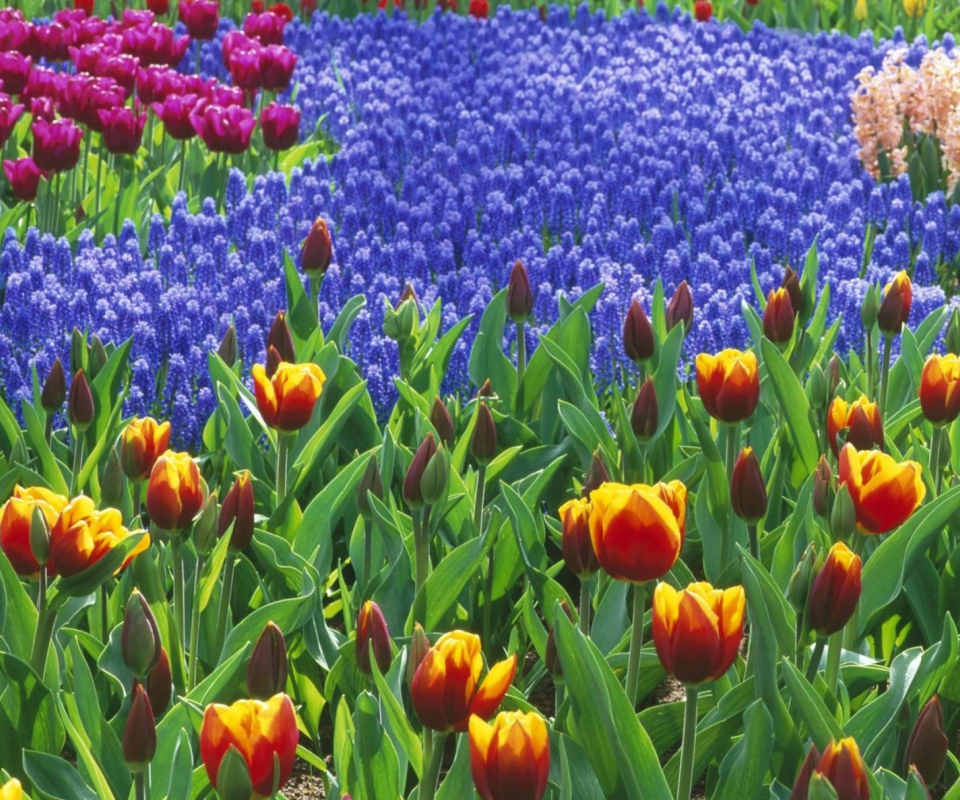 Keukenhof Gardens In Holland screenshot #1 960x800
